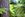 forest tree