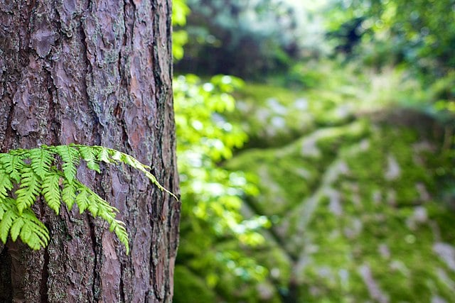 forest tree