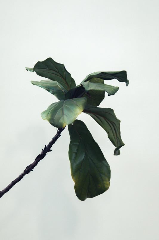 Fig Leaf by Kendal on Unsplash