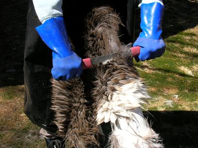 close up of fleshing (and dehairing) tool