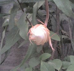 a lotus